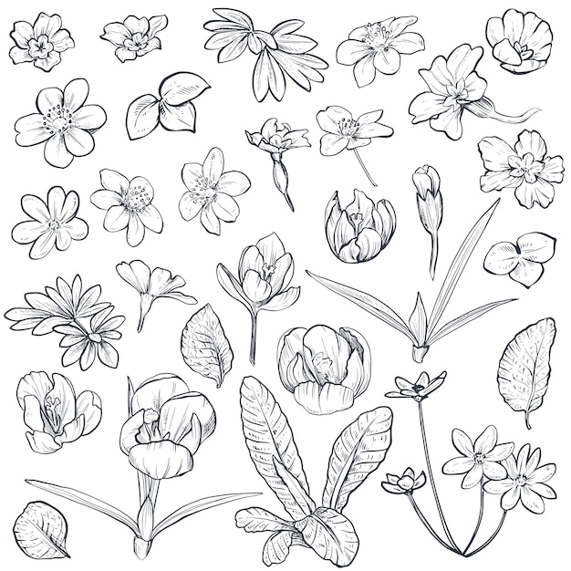 Conjunto vectorial de flores de primavera dibujadas a mano y hojas sobre fondo blanco. Colección en colores blanco y negro. Esbozar estilo gráfico