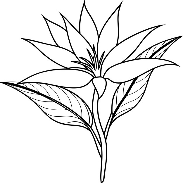 Conjunto vectorial con flores de Strelitzia y pájaro del paraíso