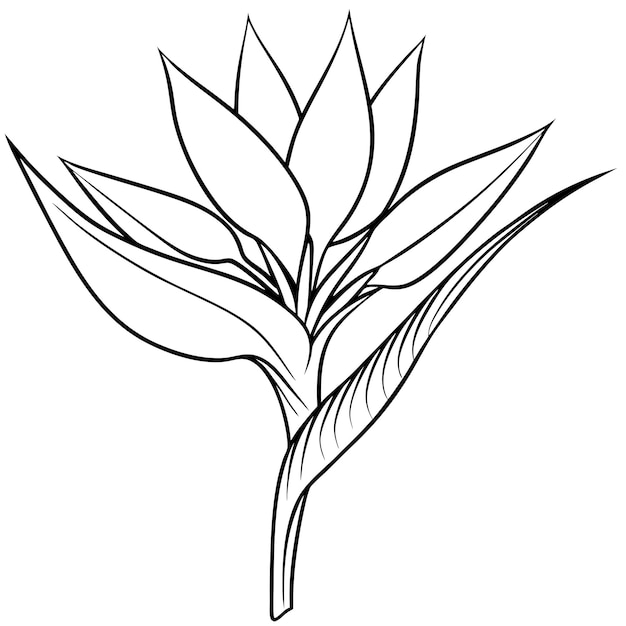Conjunto vectorial con flores de Strelitzia y pájaro del paraíso