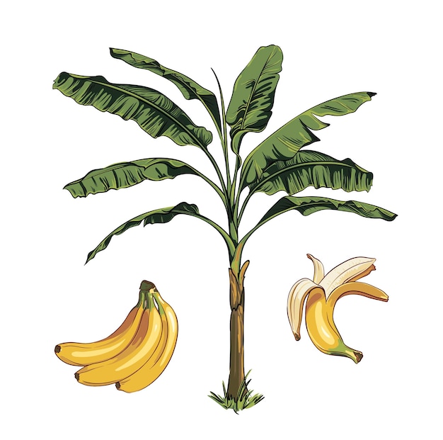 conjunto vectorial de frutas tropicales de plátano y elementos de frutas de palma de plátano. ilustración de dibujado a mano tropical