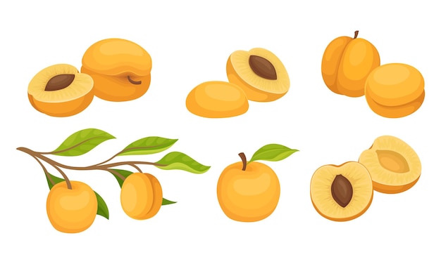 Conjunto vectorial de frutos de melocotón suculentos enteros y divididos por la mitad