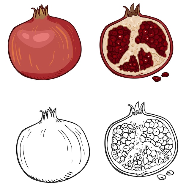 Conjunto vectorial de granadas de dibujos animados y bocetos