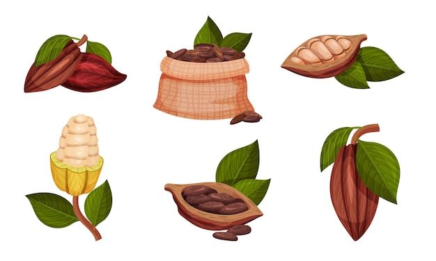 Vector conjunto vectorial de granos de cacao en vainas colgando de las ramas de los árboles