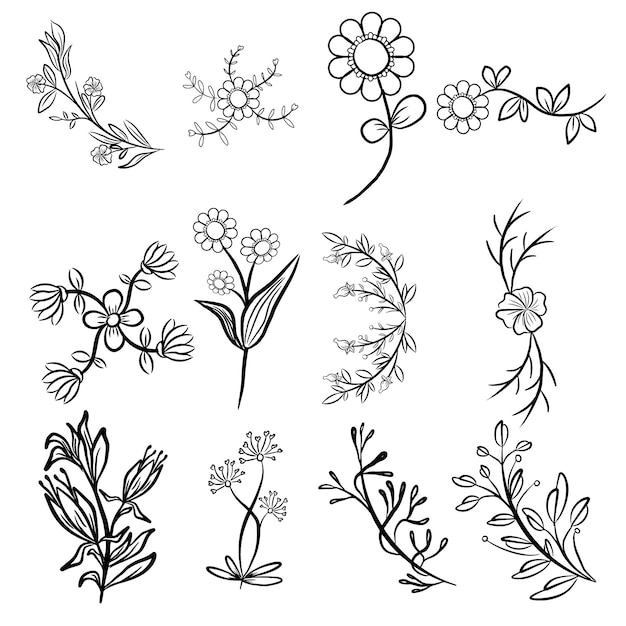 conjunto vectorial de hoja botánica garabato flor silvestre línea arte aislado sobre fondo blanco