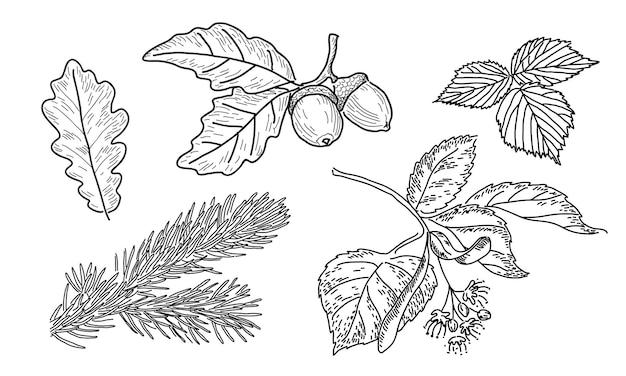 Conjunto vectorial de hojas en estilo garabato. Planta Medicinal Botánica