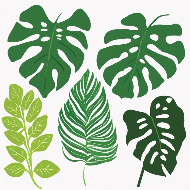 Vector conjunto vectorial de hojas de monstera