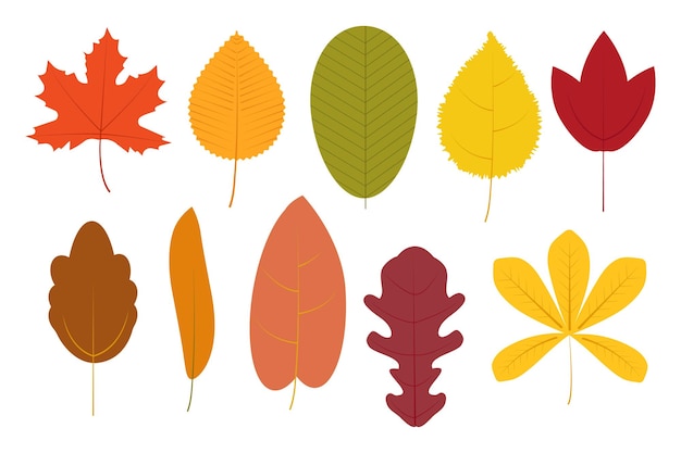 Conjunto vectorial de hojas de otoño sobre un fondo blanco