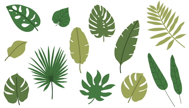 Conjunto vectorial de hojas tropicales Hojas exóticas en estilo plano minimalista