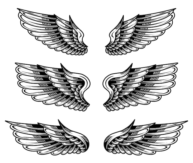 Conjunto vectorial de la ilustración del ala