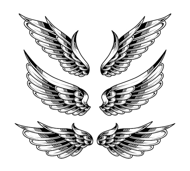 Conjunto vectorial de la ilustración del ala
