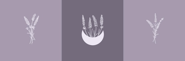 Conjunto vectorial de ilustraciones botánicas en un conjunto de ilustración de flor de lavanda de estilo lineal mínimo