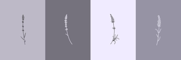 Conjunto vectorial de ilustraciones botánicas en estilo lineal mínimo Conjunto de ilustraciones de flores de lavanda