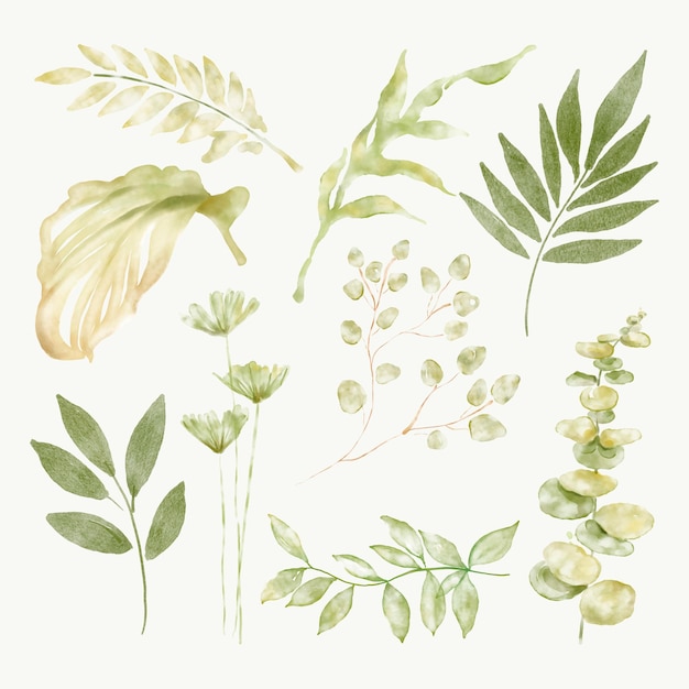 Conjunto vectorial de ilustraciones botánicas de pegatinas de hojas verdes