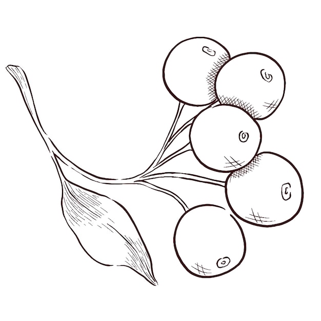 Vector conjunto vectorial de ilustraciones de contorno con flores y hojas de piedras preciosas