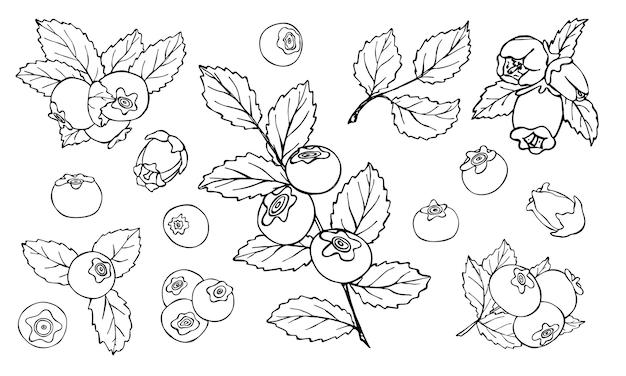 Conjunto vectorial de imágenes prediseñadas de arándano Icono de baya dibujado a mano Ilustración de fruta Para decoración de diseño web impreso