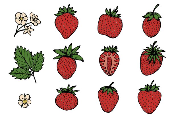 Conjunto vectorial de imágenes prediseñadas de fresa Icono de bayas dibujadas a mano Ilustración de frutas Para imprimir el logotipo de decoración de diseño web