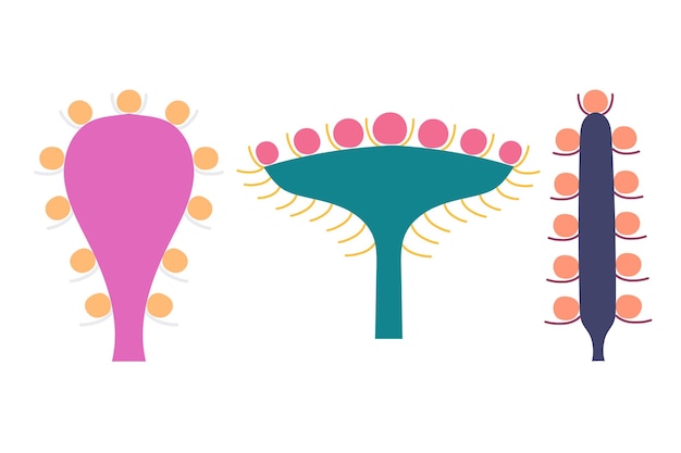 Conjunto vectorial de inflorescencias florales de plantas en el tallo estilo plano