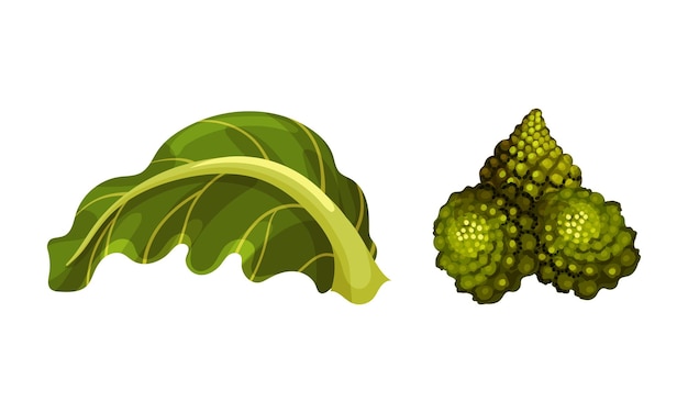 Conjunto vectorial de ingredientes de brócoli románico o coliflor romano con hojas como ensalada cruda