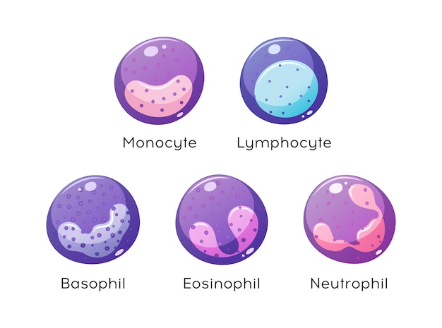 Vector conjunto vectorial de monocitos linfocitos eosinófilos neutrófilos basófilos plaquetas eritrocitos tipos