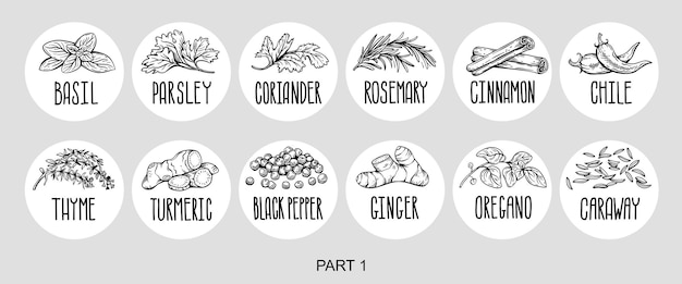 Conjunto vectorial de pegatinas para especias albahaca perejil cilantro romero canela ají tomillo