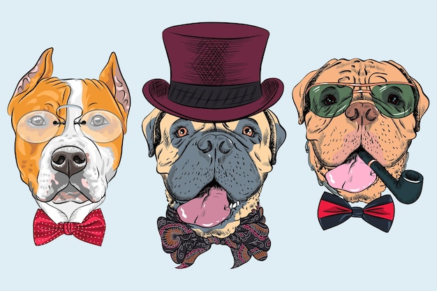 Vector conjunto vectorial de perros con sombrero y pajarita american staffordshire terrier bullmastiff mastín francés o d