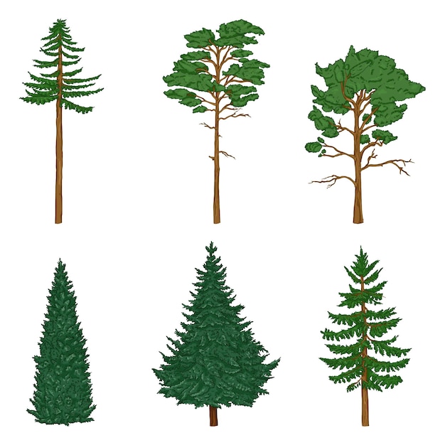 Vector conjunto vectorial de pinos de dibujos animados árboles de cedro y abeto árboles de hoja perenne