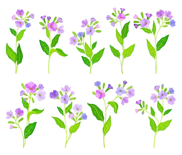 Conjunto vectorial de plantas con flores de pulmón o pulmonaria con inflorescencias violetas