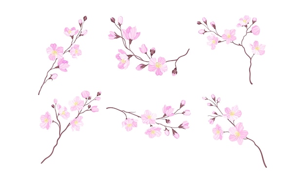 Conjunto vectorial de ramas de cereza en flor con flores rosadas tiernas