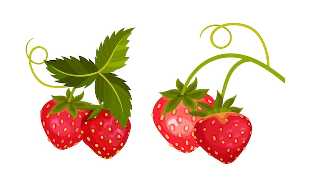Conjunto vectorial de ramas de fresa con bayas rojas enteras colgantes