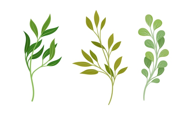 Conjunto vectorial de ramas y ramas verdes con hojas