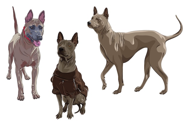 Conjunto vectorial de la raza de perros ridgeback tailandeses