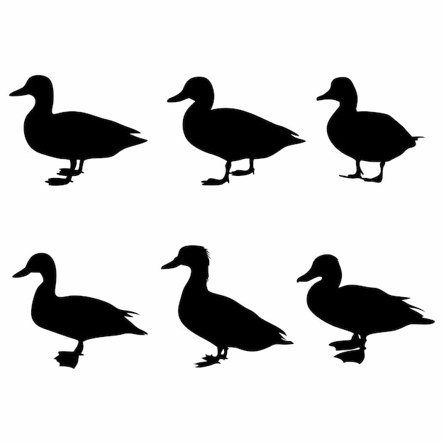 Conjunto vectorial de silueta de pato Ilustraciones minimalistas de pájaros negros