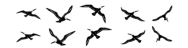 conjunto vectorial de siluetas de aves de albatros Ilustración vectorial