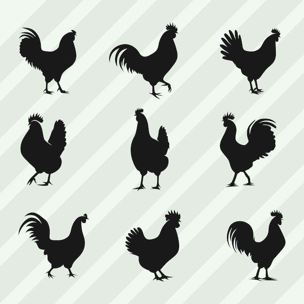 Vector conjunto vectorial de siluetas de gallina conjunto de colecciones de silhuetas de gallo