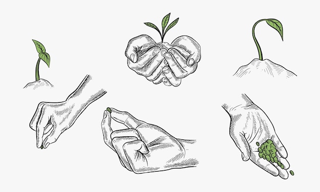 Conjunto vectorial de símbolos de la agricultura ilustración de manos con semillas y brotes crecimiento de plantas en etapas tempranas