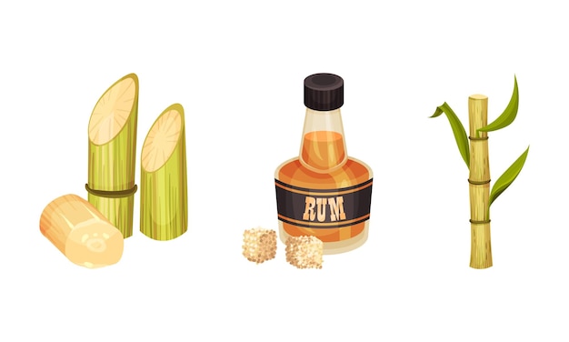 Conjunto vectorial de tallo fibroso de caña de azúcar y ron en botellas de vidrio