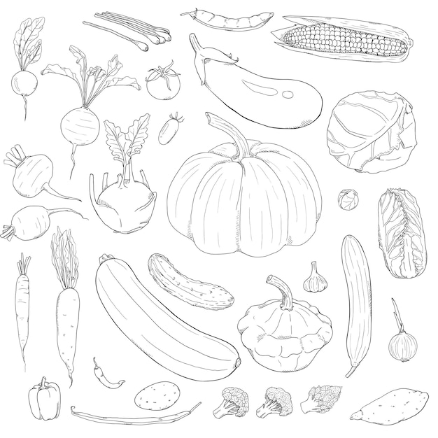 Conjunto vectorial de verduras dibujadas a mano