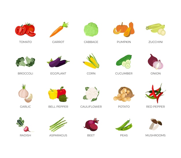 Conjunto vectorial de verduras. Tomate, zanahoria, pepino, calabaza, calabacín, brócoli, berenjena, maíz