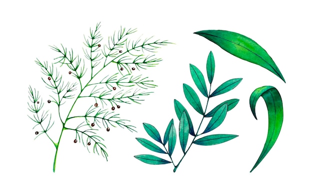 Vector conjunto de vegetación con ramita de espárragos y hojas de lirio verde.