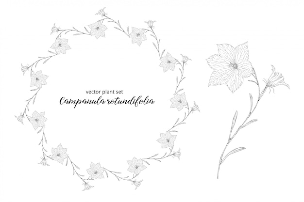 Conjunto vegetal de campanula rotundifolia.