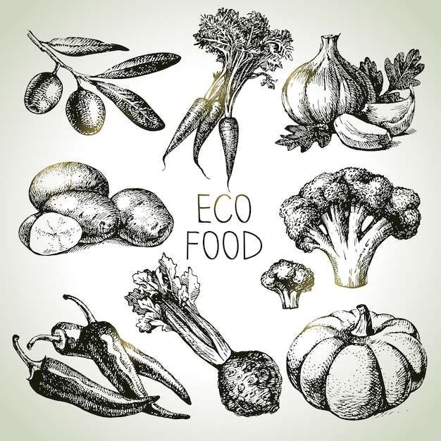 Conjunto vegetal de croquis dibujado a mano. Alimentos ecológicos Ilustración vectorial