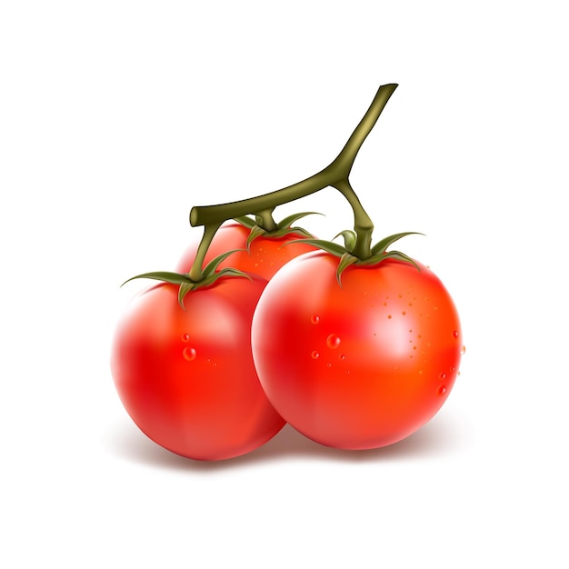 Conjunto vegetal de tomate, diseño de ilustración vectorial realista