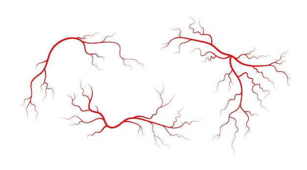 Conjunto de venas y arterias humanas Vasos sanguíneos y capilares ramificados rojos Ilustración vectorial