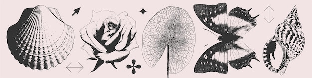 Conjunto de verano de conchas marinas mariposa de hoja de rosa en fotocopia estilo yk medio tono aislado en blanco y negro