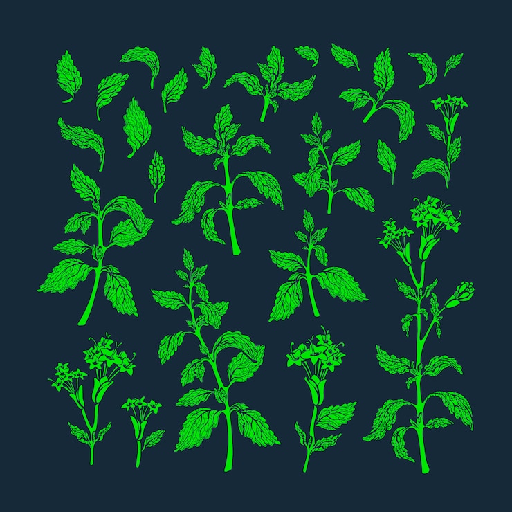 Vector conjunto verde texturice la planta de melissa, la hoja de menta, la flor de stevia en flor. comida saludable. té de hierbas frescas, bebida aromática. ilustración gráfica vintage orgánico.