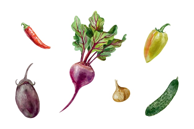 Conjunto de verduras acuarela remolacha berenjena pepino tomate pimienta cebolla ilustración tarjetas cosecha