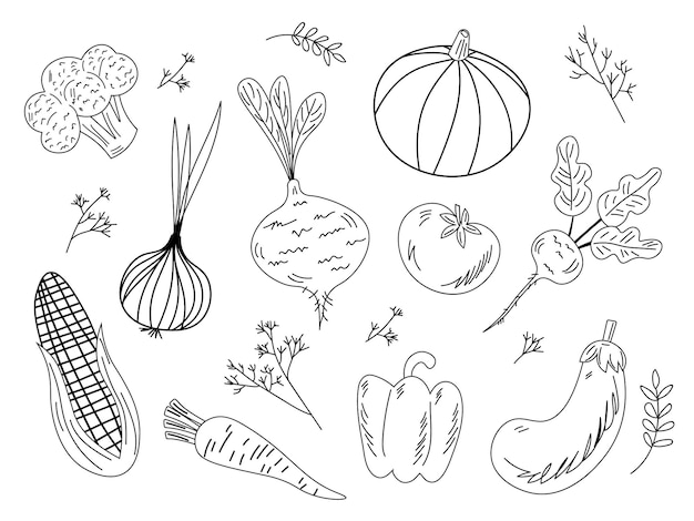 Conjunto de verduras Alimentos frescos Remolachas rábanos zanahorias cebollas ajo patatas línea dibujada sobre un fondo blanco Ilustración vectorial EPS