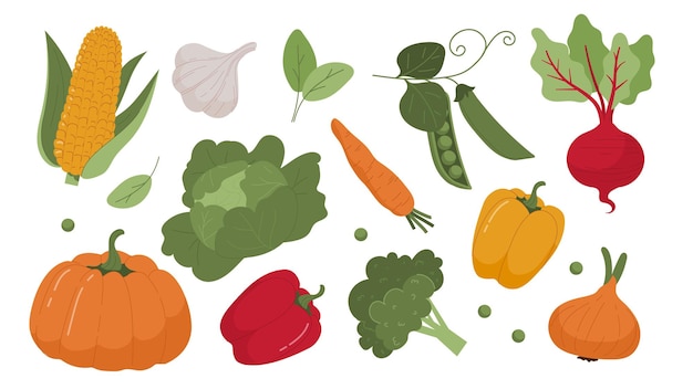 Conjunto de verduras calabaza y maíz pimiento y rábano zanahoria y brócoli naturales y orgánicos