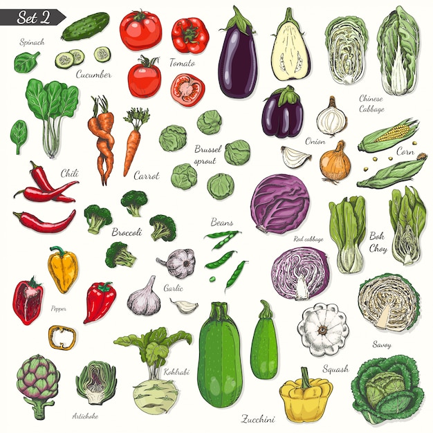 Conjunto de verduras en estilo boceto