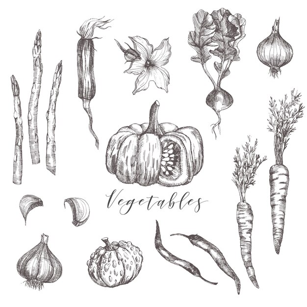 Conjunto de verduras ilustración de dibujo